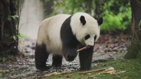 Panda eating bamboo in wild environment Stock Footage 241549741