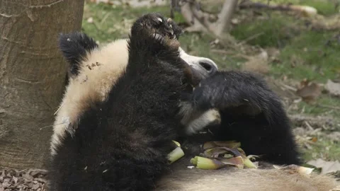 Panda eating bamboo,Lying down Stock-Footage 130834026