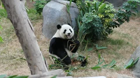 Panda eating Stock Footage 12745354