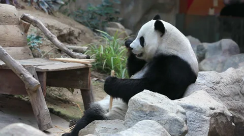 Panda eating Video stock 37519217