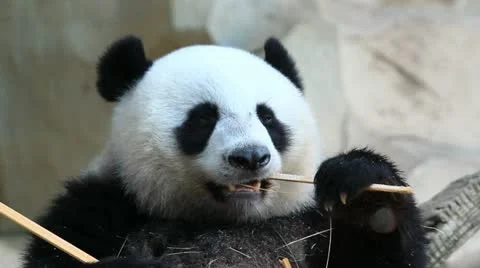 Panda eating - HD Vídeo Stock 12051178
