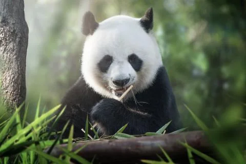 Panda is eating Stock Photos