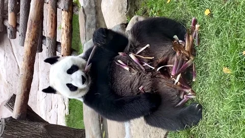 panda eating sugar cane at the zoo | Stock Video | Pond5