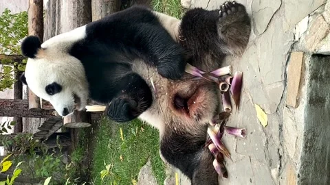 panda eating sugar cane at the zoo | Stock Video | Pond5