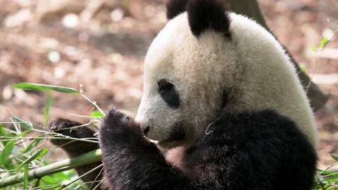 Panda eats bamboo and chewing the branches making stomach full and fat Stock Footage 151241287