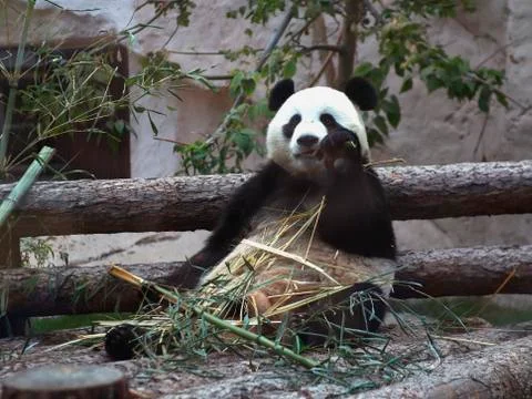 Panda eats bamboo and sits on his ass Stock Photos