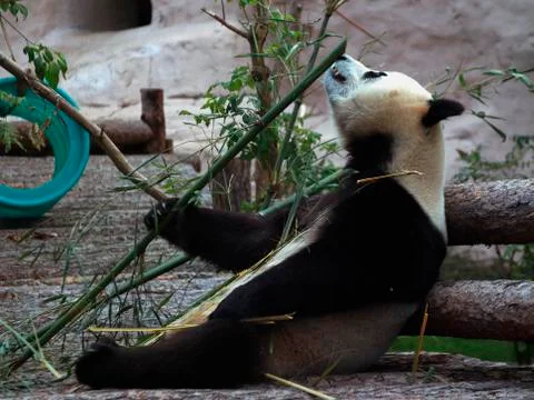 Panda eats bamboo and sits on his ass Stock Photos