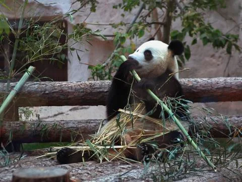 Panda eats bamboo and sits on his ass Stock Photos