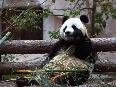 Panda eats bamboo and sits on his ass Stock Photos