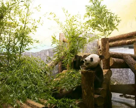Panda Eats Bamboo in the Aviary of the Moscow Zoo Photo Through Glass Stock Photos