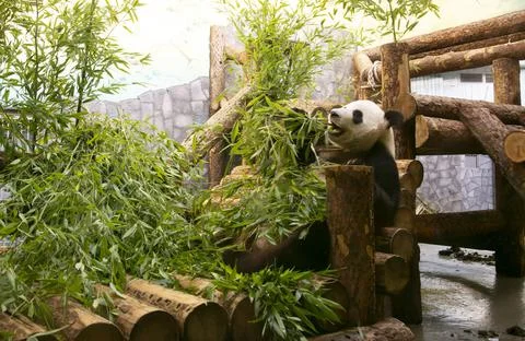 Panda Eats Bamboo in the Aviary of the Moscow Zoo Photo Through Glass Stock Photos