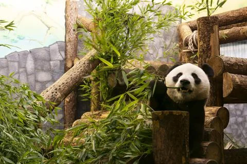 Panda Eats Bamboo in the Aviary of the Moscow Zoo Photo Through Glass Stock Photos