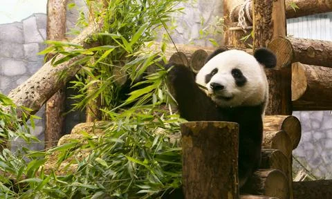 Panda Eats Bamboo in the Aviary of the Moscow Zoo Photo Through Glass Stock Photos