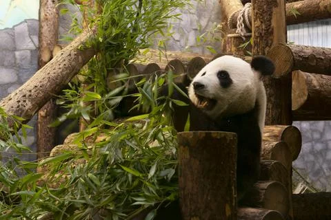 Panda Eats Bamboo in the Aviary of the Moscow Zoo Photo Through Glass Stock Photos