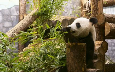 Panda Eats Bamboo in the Aviary of the Moscow Zoo Photo Through Glass Stock Photos