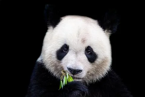 Panda eats bamboo with a black background Foto stock