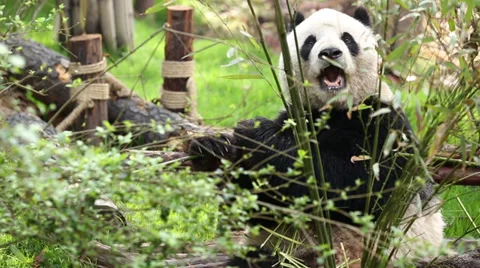 A Panda eats Bamboo Stock Footage 32419353