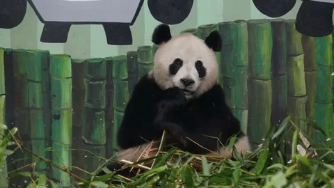 Panda eats bamboo 스톡 동영상 74212191