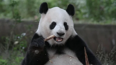 Panda eats bamboo. Stock Footage 120235713