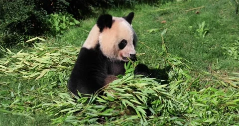 Panda eats bamboo in the forest Stock Footage 139227975