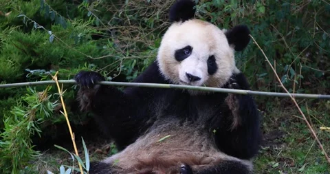 A panda eats bamboo in the forest Video stock 169489173