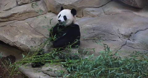 A panda eats bamboo in the forest Stock Footage 169489215