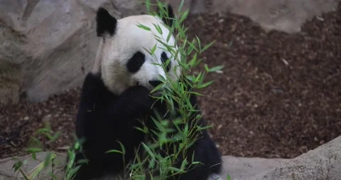 A panda eats bamboo in the forest Stock Footage 169489279
