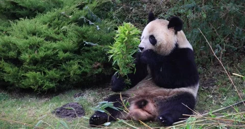 A panda eats bamboo in the forest Stock Footage 169489403