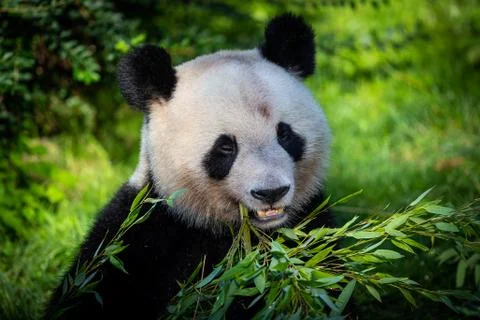 Panda eats bamboo in the forest Foto stock