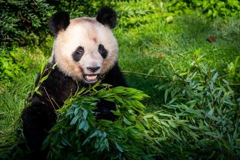 Panda eats bamboo in the forest Stock Photos