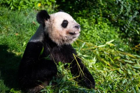 Panda eats bamboo in the forest Stock Photos