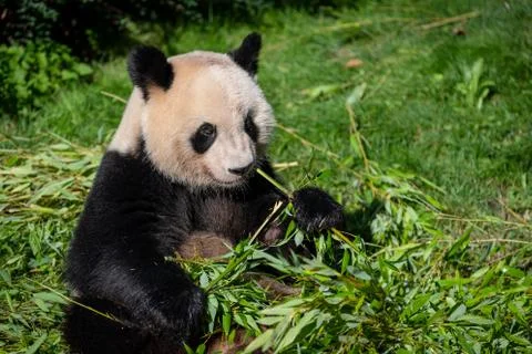 Panda eats bamboo in the forest Stock Photos