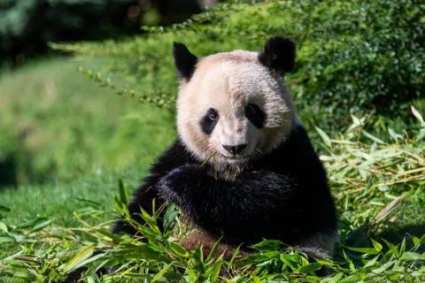 Panda eats bamboo in the forest Stock Photos