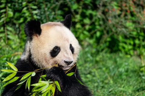 Panda eats bamboo in the forest Foto stock