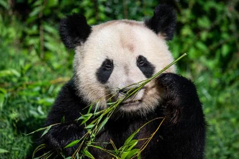 Panda eats bamboo in the forest Stock Photos
