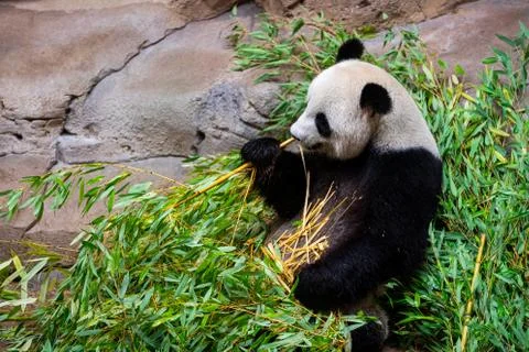 Panda eats bamboo in the forest Stock Photos