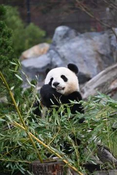 Panda eats bamboo Foto stock