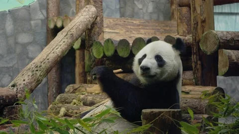 Panda eats bamboo at the zoo 動画素材 221436339