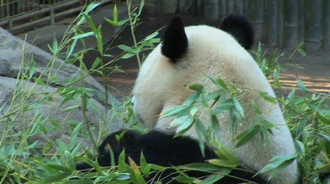 Panda eats  Stock Footage 283108