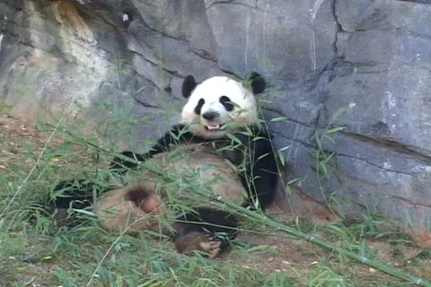 Panda Eats Stock Footage