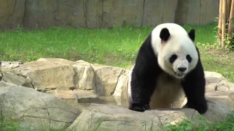 Panda enters the pool | Stock Video | Pond5