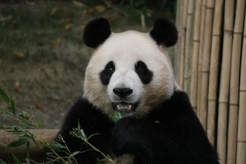 Panda in Everland, Korea Stock Photos