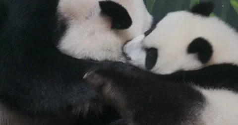 Panda family Stock Footage 50594733