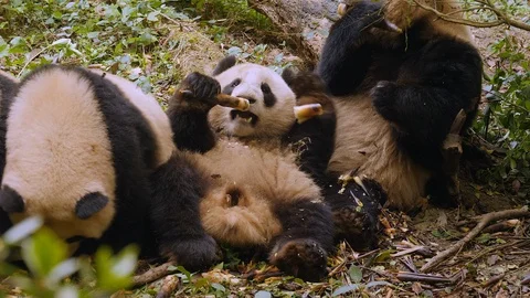 Panda feeding in a group and falling backward. Stock Footage 109781545