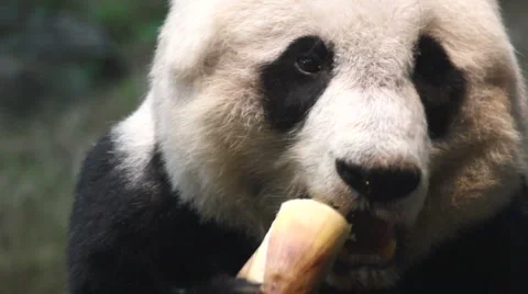 Panda Stockbeeldmateriaal 3677604