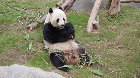 Panda Stock-Footage 3893758