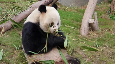 Panda Stock-Footage 3894501