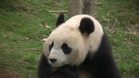 Panda Stock-Footage 12449303