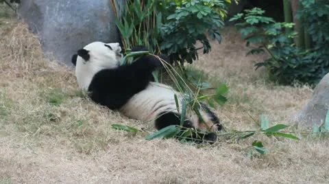 Panda Stock Footage 12745331