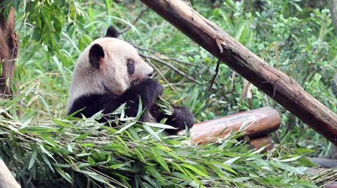 Panda Stock Footage 27105571